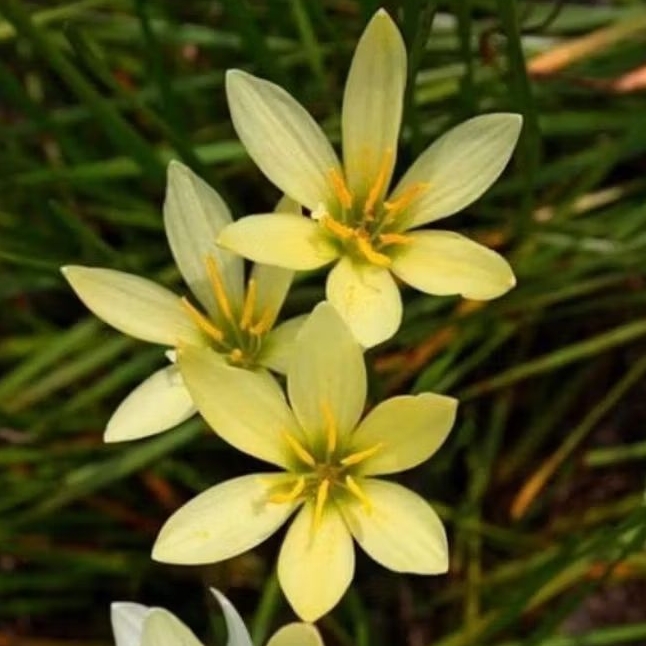 umbi bunga lily hujan ajax / rain lily 3 umbi