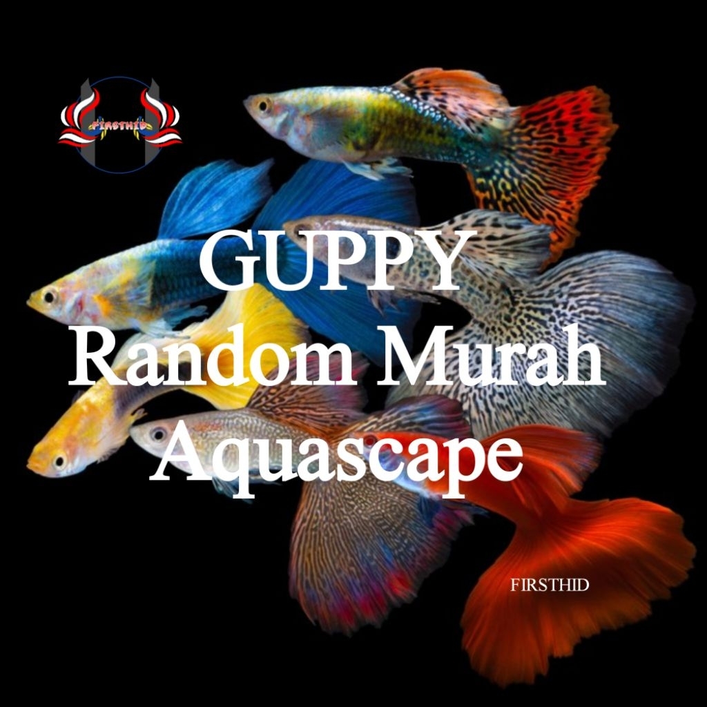 (LANGSUNG DI-KIRIM) GUPPY Random Rijek Acak Cendolan Murah Aquascape Penghias Kolam Akuarium Aksesor