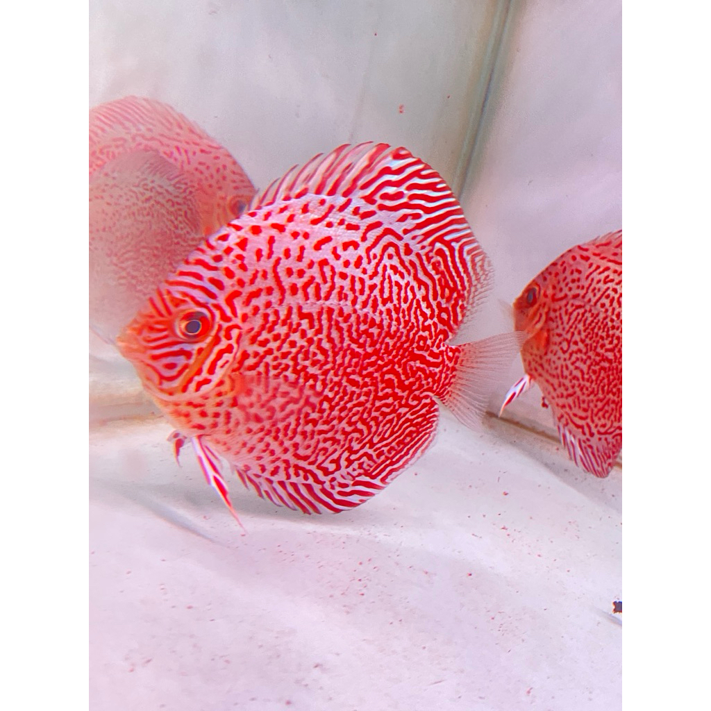 ika discus king viper 3 in