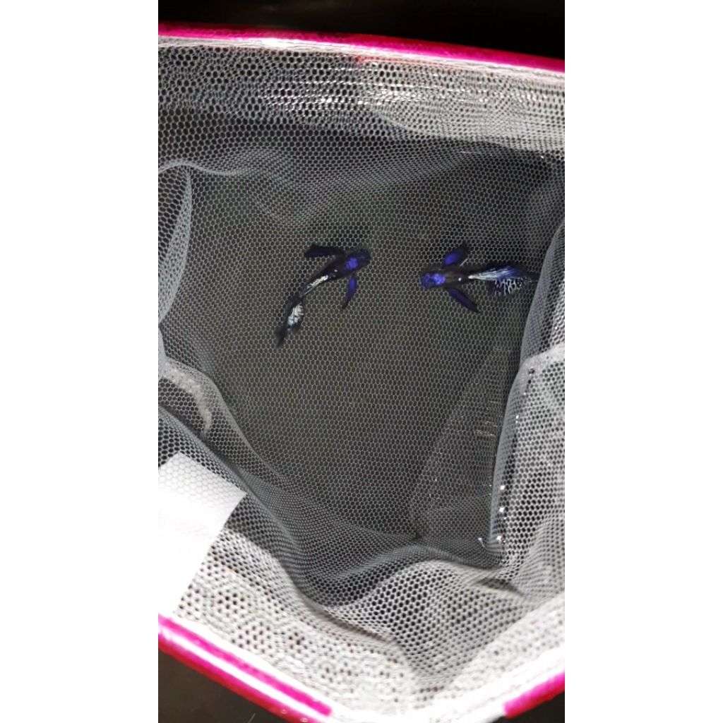 (hiasan) ikan gupy blue dragon dumbo ear