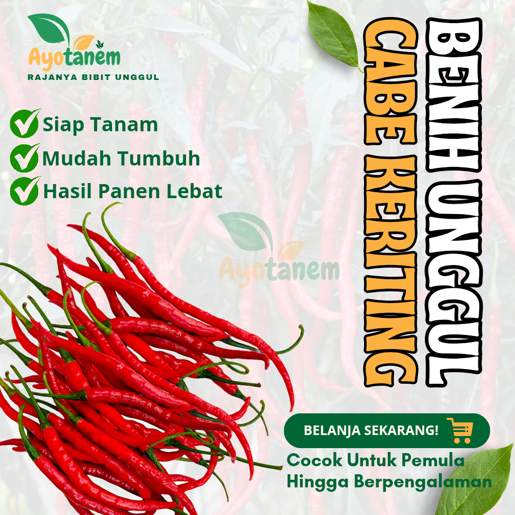 25 Benih Cabe Keriting   / Bibit Unggul Cabe Merah Keriting / biji cabe keriting panjang TERLARIS