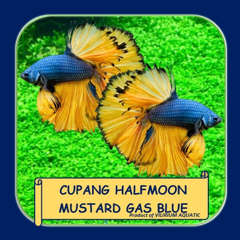 IKAN HIAS AIR TAWAR - IKAN CUPANG HALFMOON MUSTARD GAS BLUE