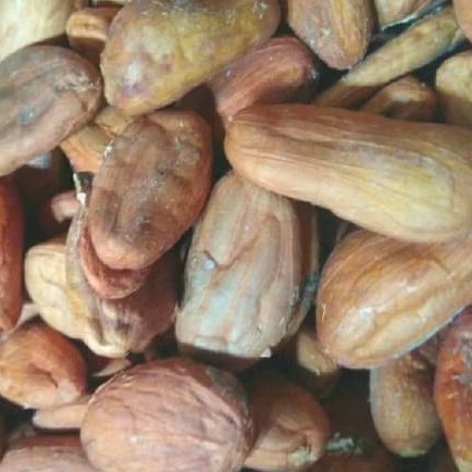 biji coklat kering / biji kakao kering 1kg