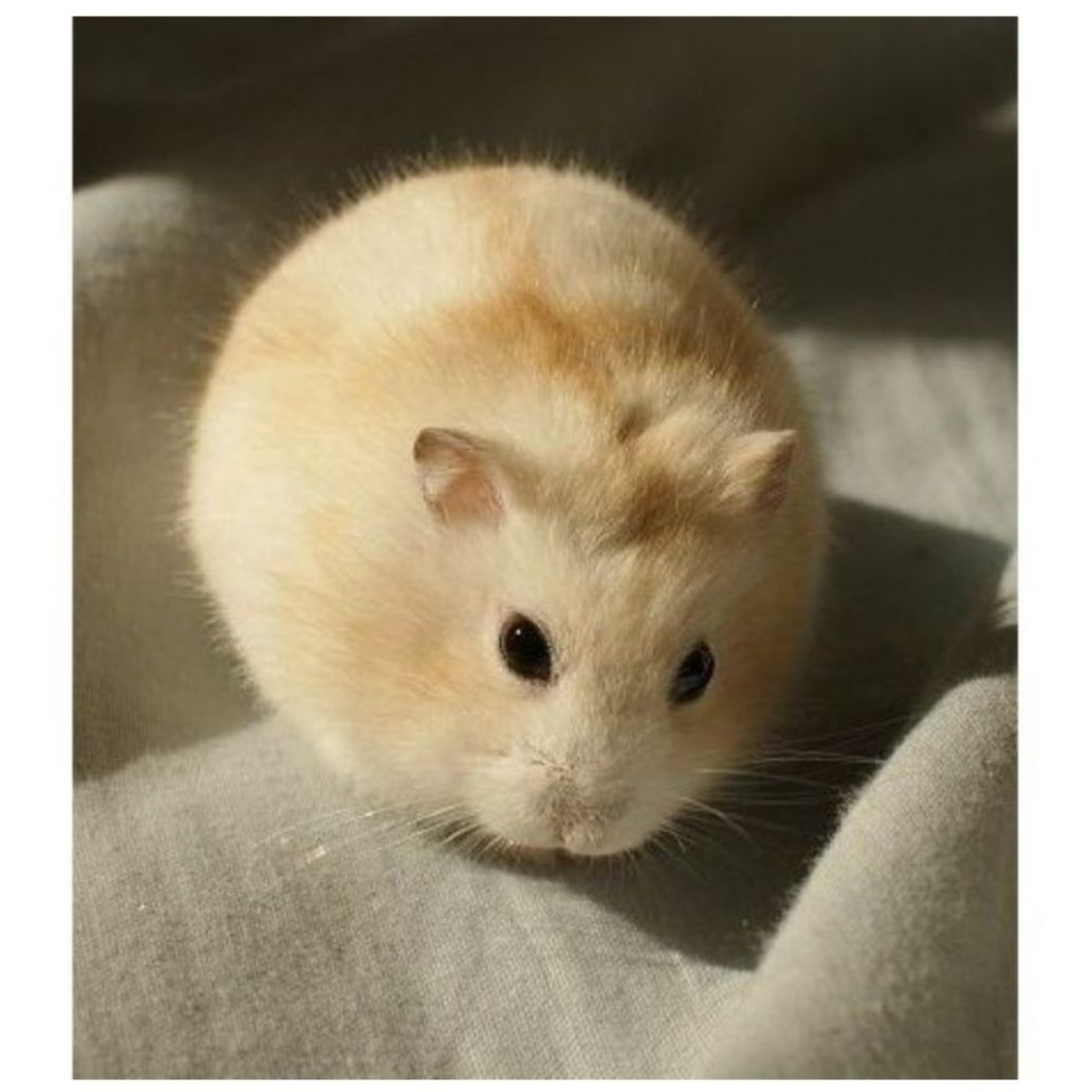 HAMSTER WINTER GOLDEN