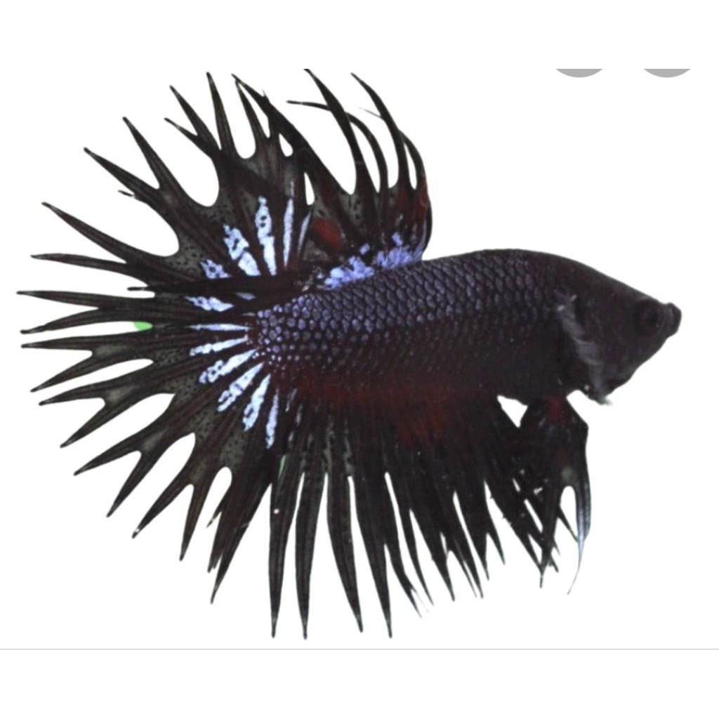 ct black orchid size M