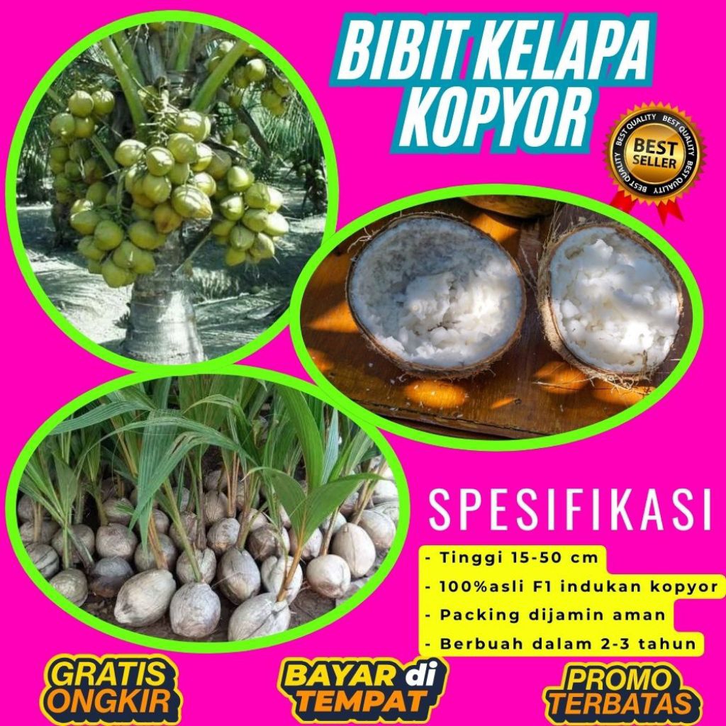 KUALITAS TERBAIK  Bibit Kelapa Kopyor Kultur Jaringan, Bibit Kelapa Kopyor Madu