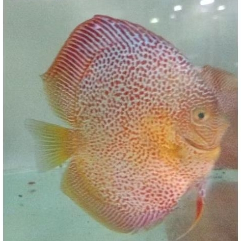 Discus Lss / ikan hias air tawar