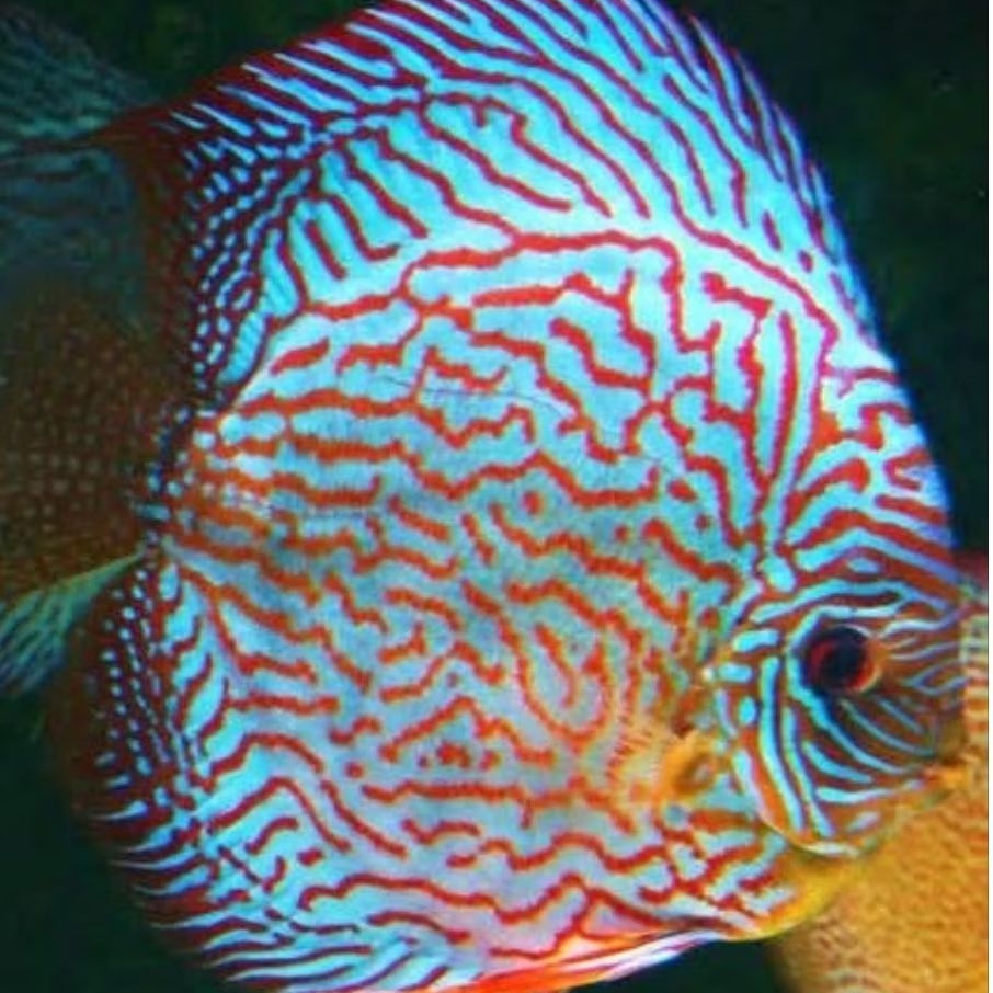 Discus Leopard / ikan hias air tawar