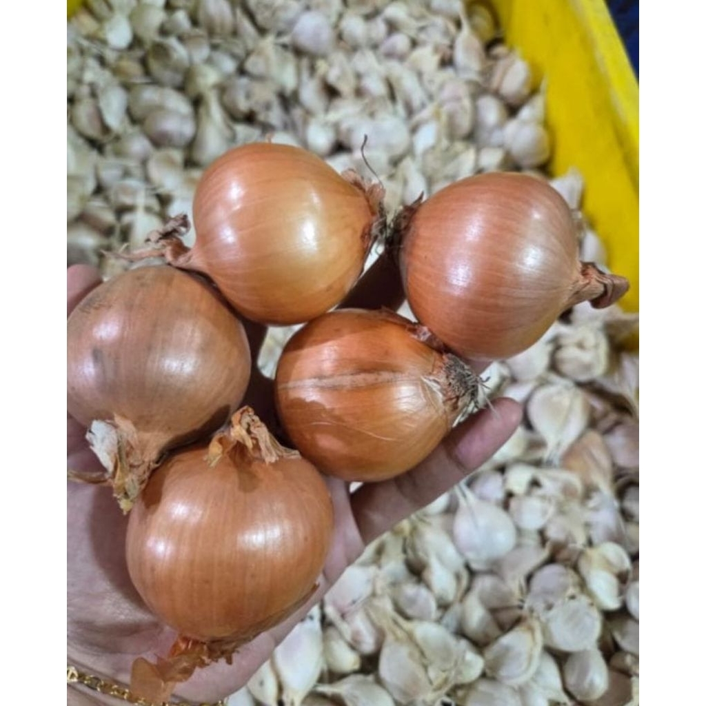 bawang bombay fresh / bawang bombay 1 kg