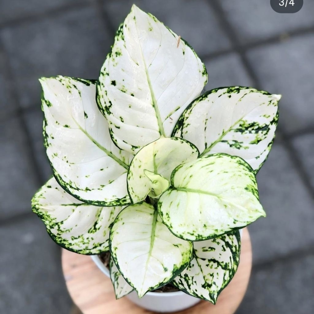 Tanaman Hias Aglonema SUPER WHITE TISSU Bibit Bonggol BERAKAR Bertunas Pasti Tumbuh / Tanaman Hias B