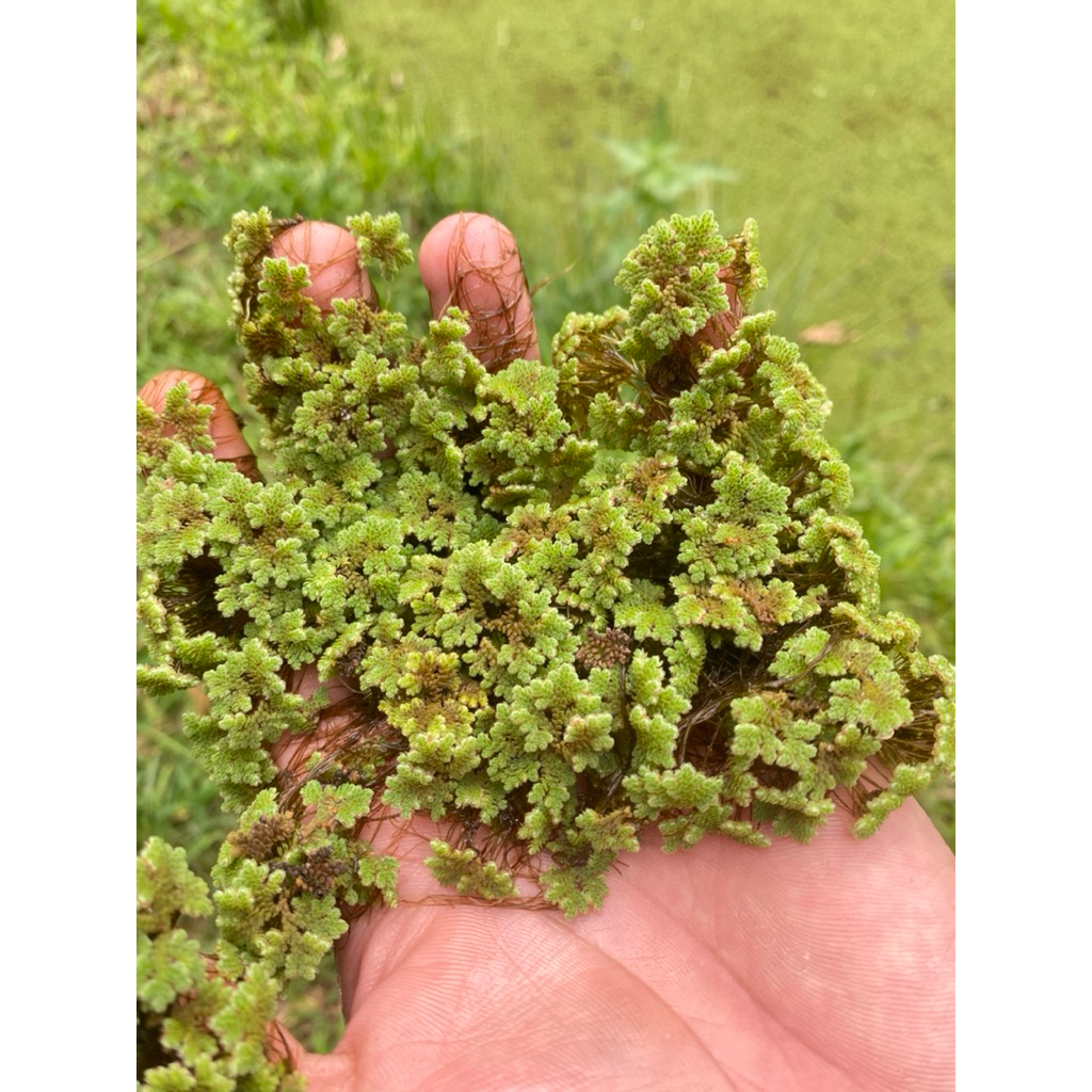 Azolla Segar – Pakan Ayam, Bebek, Lele, Ikan | Pupuk Organik | Bibit Azolla Terbaik