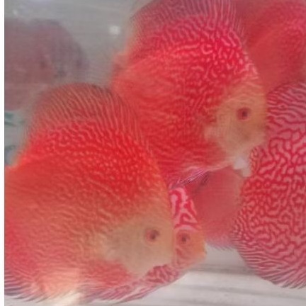 Discus Pigeon snake ikan hias aquarium / hiasan aquascape