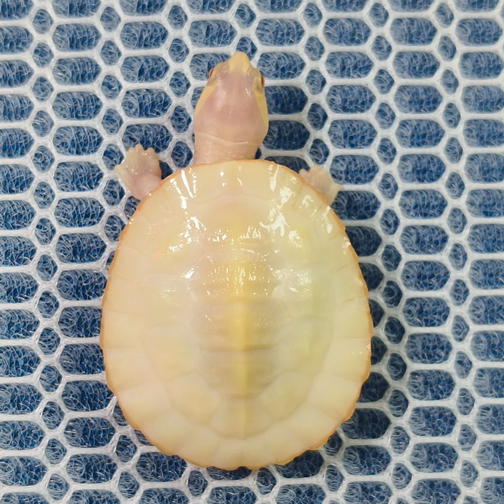 hiasan air kura air dada merah damer al_bino