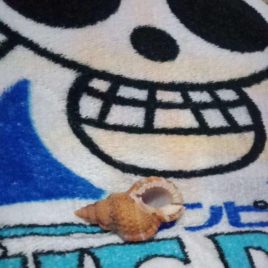 cangkang kelomang besar