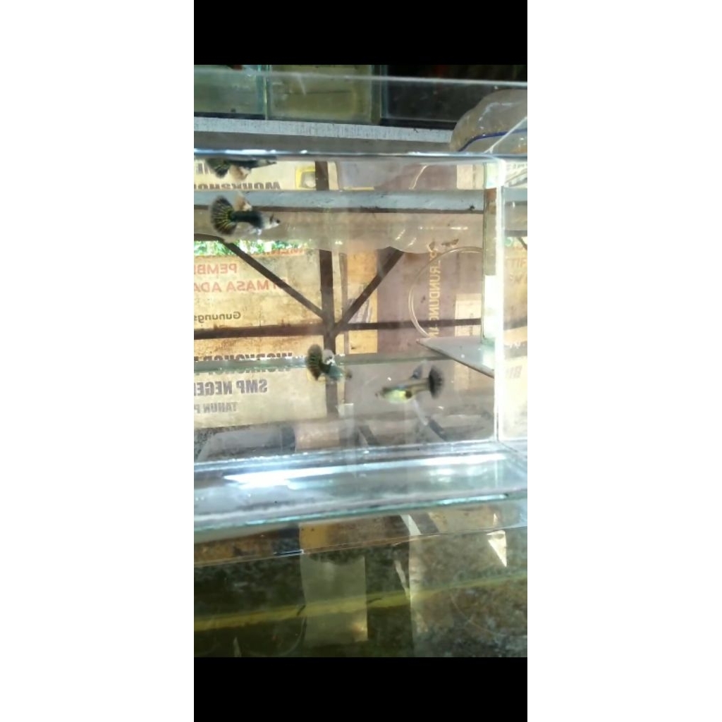 guppy red dragon ribbon fin c