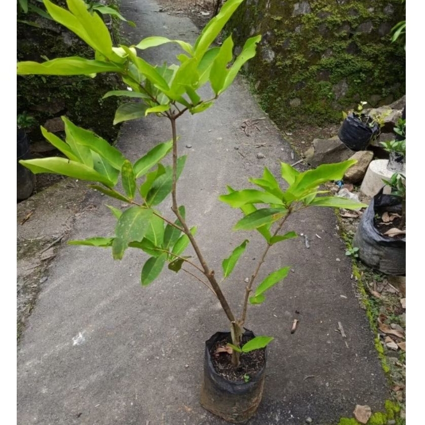 Cangkokan Jambu Air Cincalo Tebu