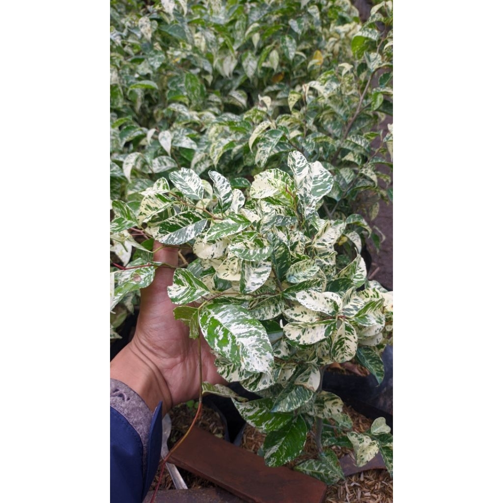 tanaman hias beringin putih salju variegata / ficus benjamina variegata