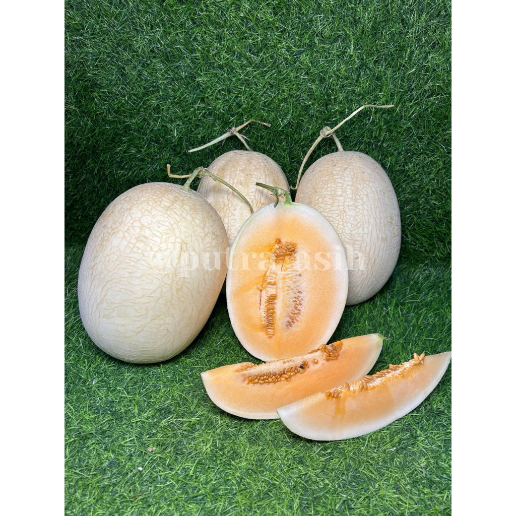 Melon Sweet Net 1 Buah