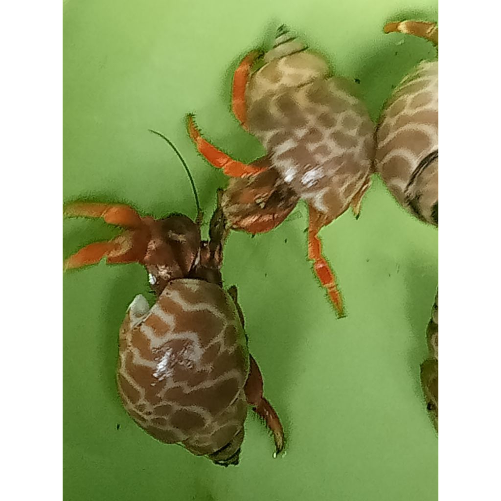 kelomang uk-M,cangkang keong macan,kaki merah dijual satuan Rp.2000.