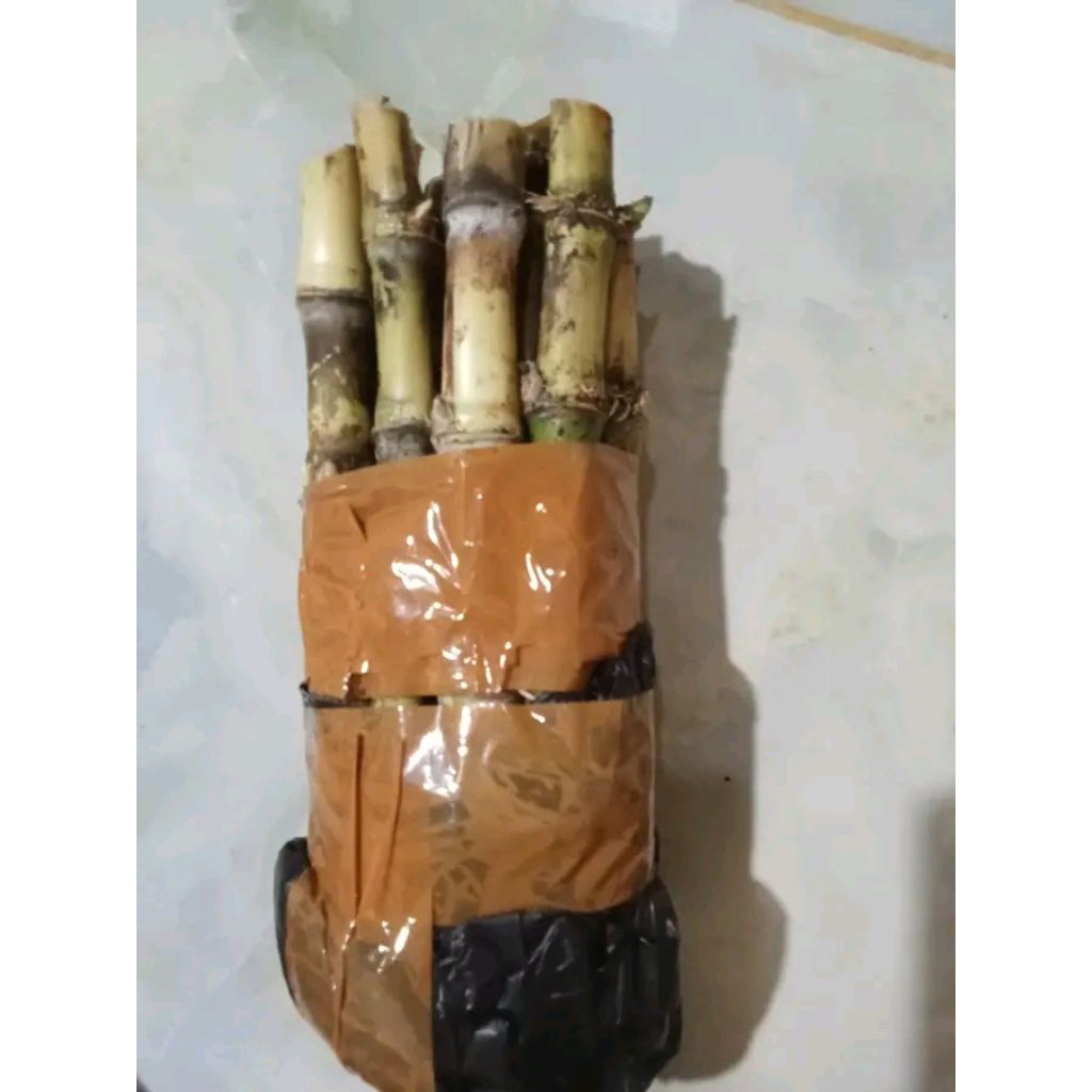 bibit tebu telor/ tebu sayur/ terububuk 10 batang
