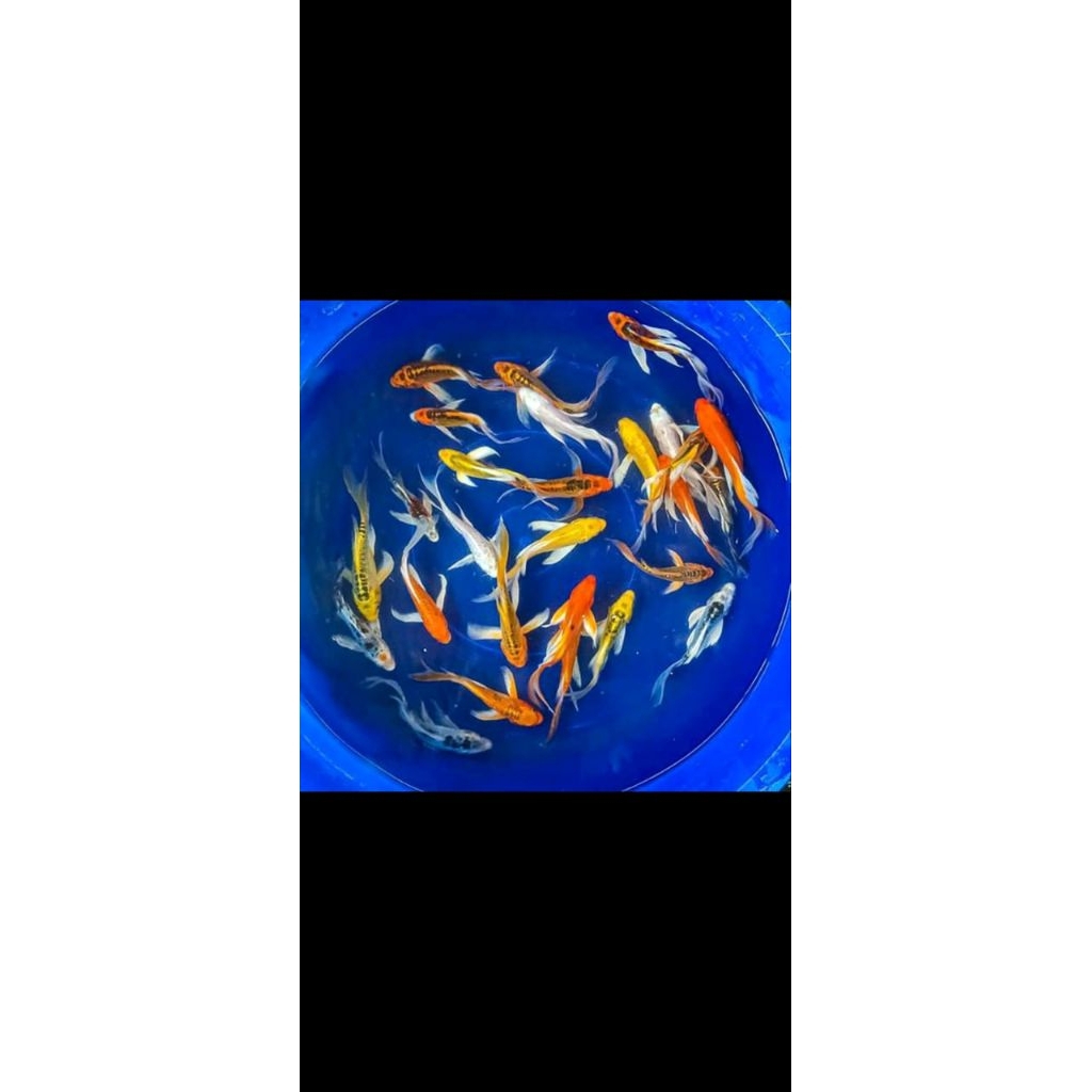 Ikan hias koi kumpay metalik & platinum slayer