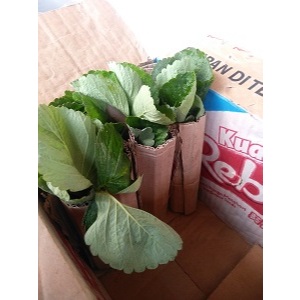 BIBIT STRAWBERRY SUDAH FULL AKAR BUKAN BIJI SIAP TANAM // BIBIT BERRY JUMBO MANIS