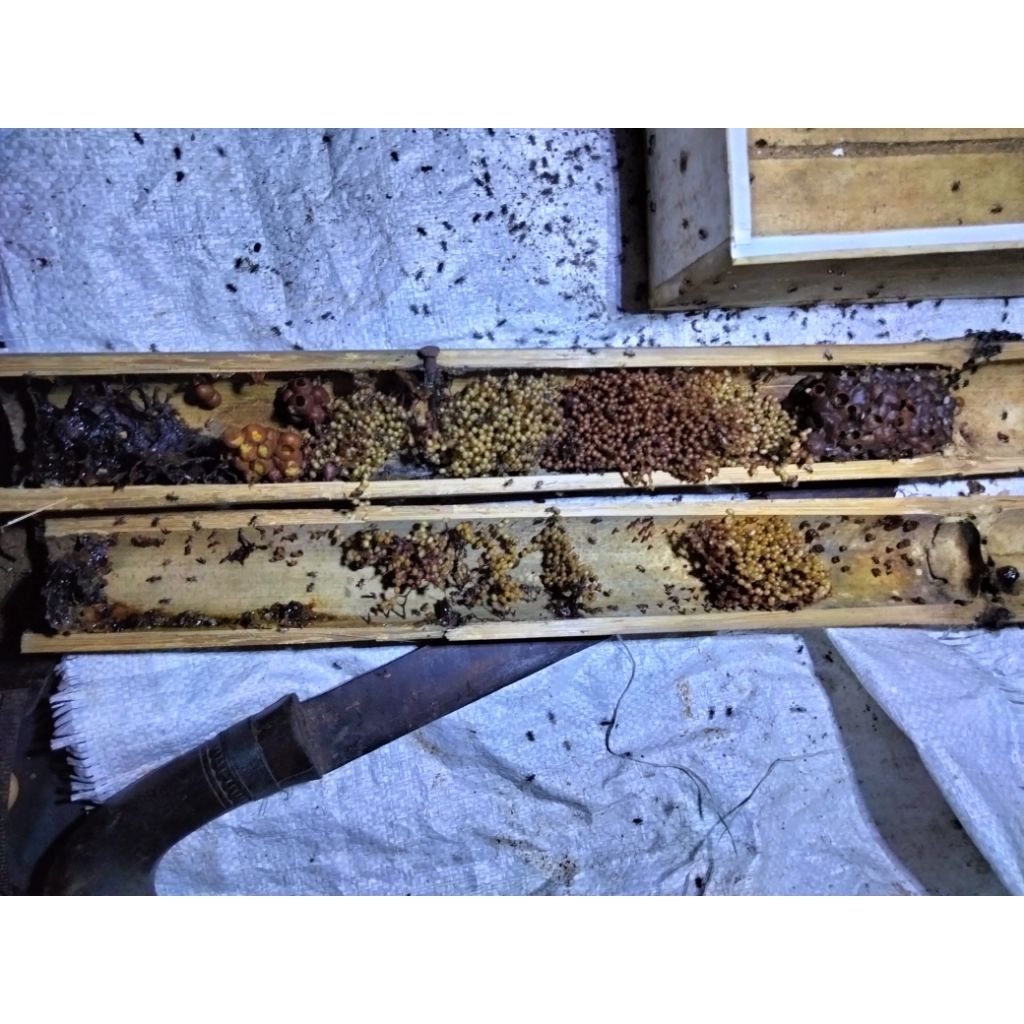 bibit lebah/klanceng leavi/koloni leavisep/klanceng/kale kale/lanceng/Levi/trigona/kelulut