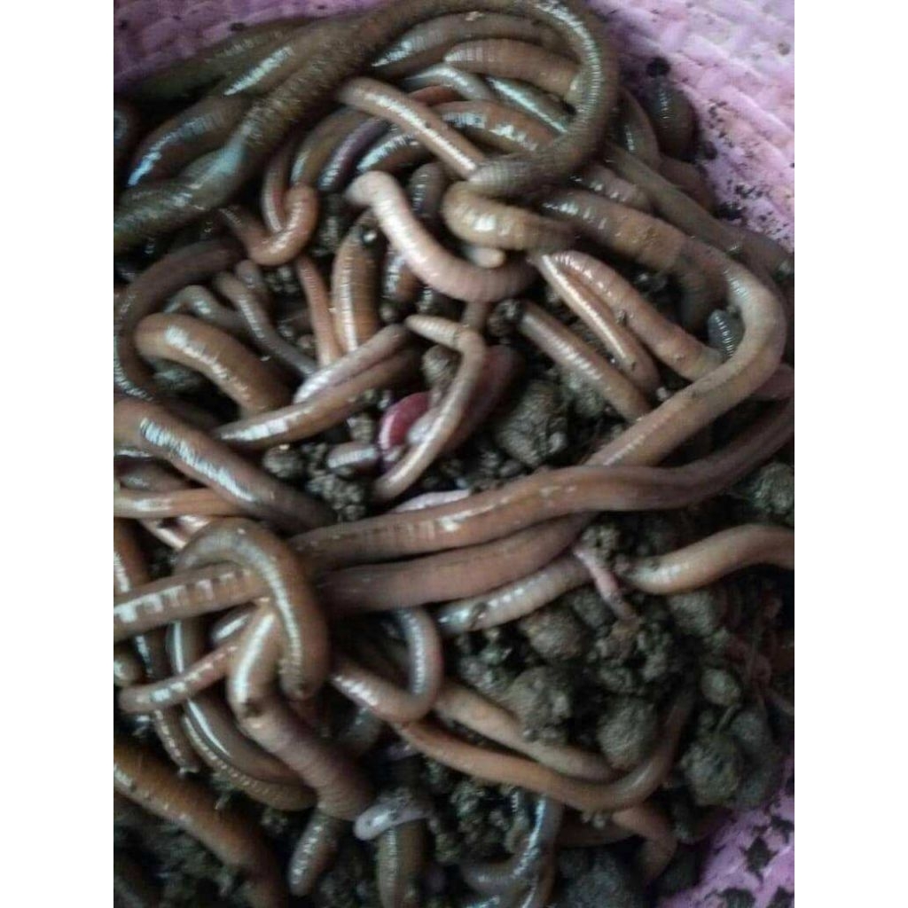 Cacing Kalung Kebo Hidup