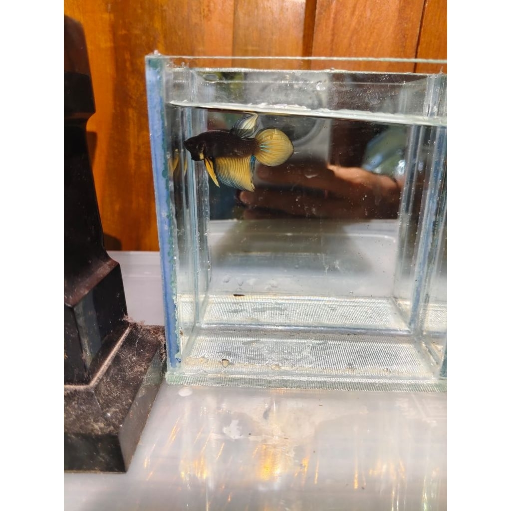 Wild betta splendens long fin