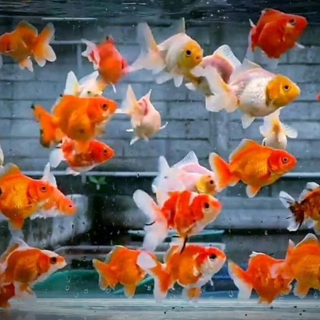 Mas Koki Oranda Merah Putih gemoy Isi 5