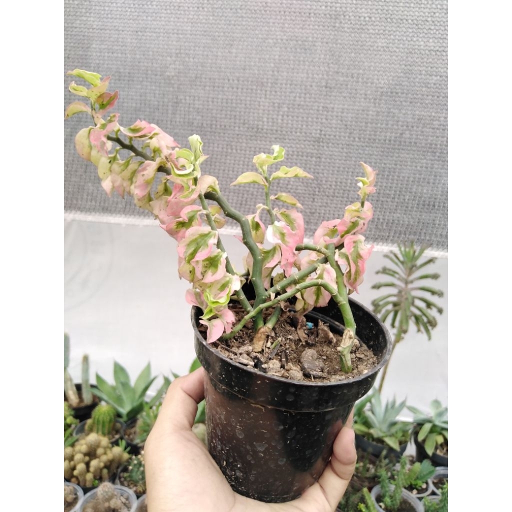 euphorbia variegata isi 2