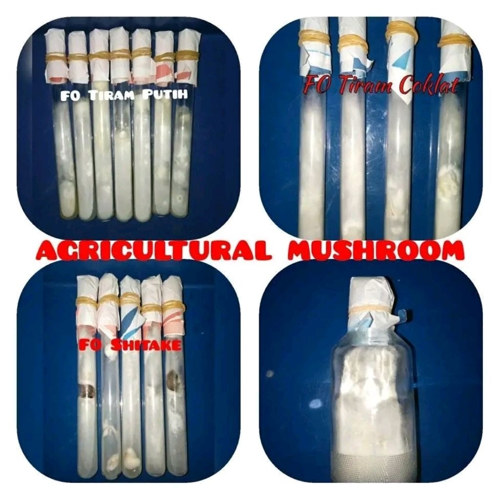 bibit f0 jamur tiram coklat