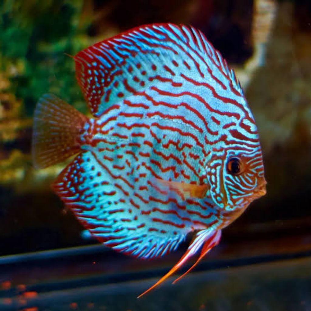 hiasan aquarium ikan discus blue turquoise 2cm