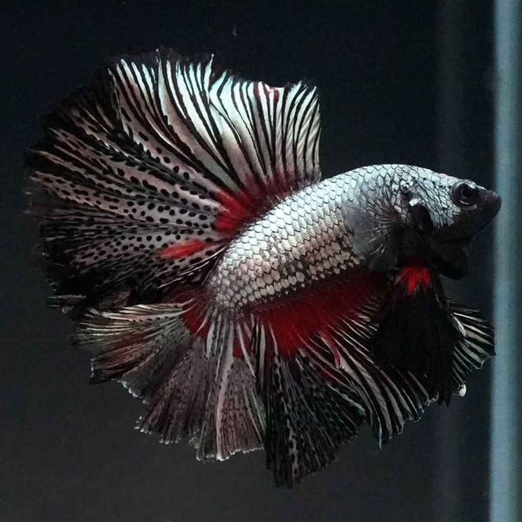 HALFMOON COPPER MALE