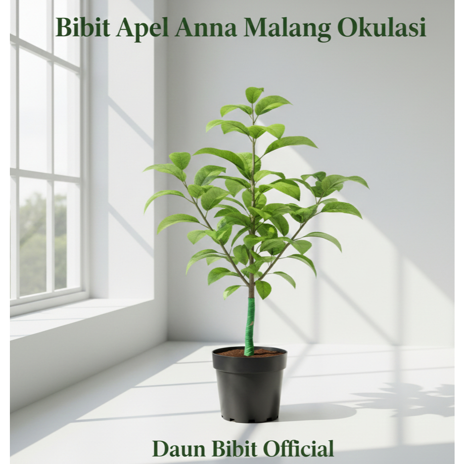 Bibit Apel Anna Malang | Apel untuk Juice | Jus