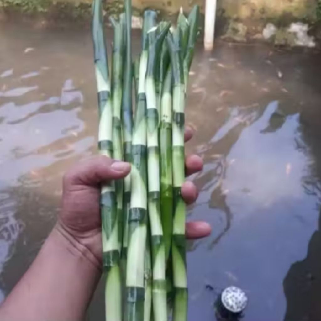 Bambu hoki/tanaman kole hoki 30cm