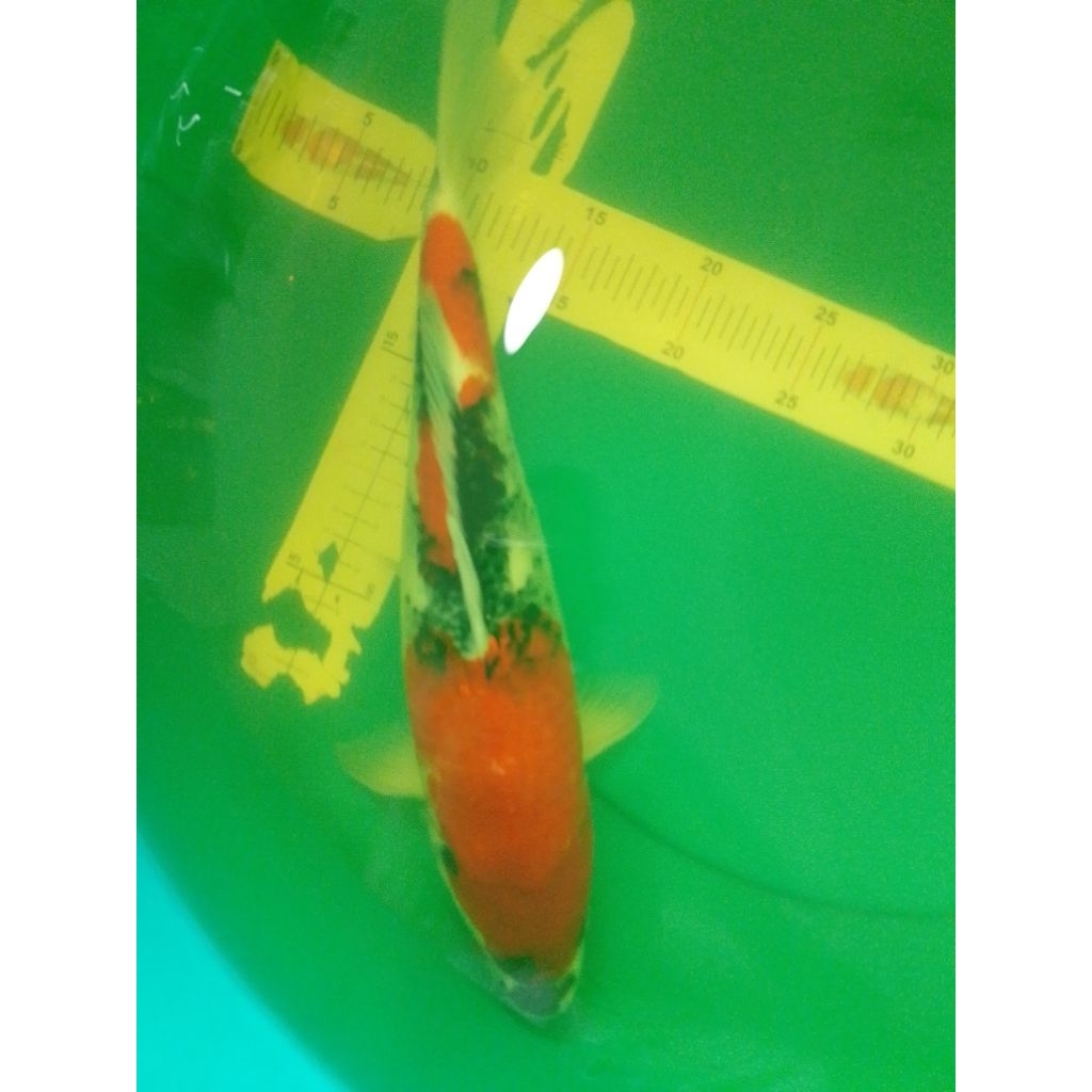 Ikan koi jenis Showa 40cm warna merah strong