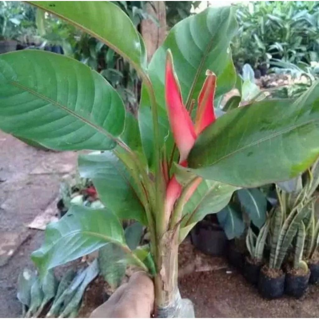 Tanaman hias pisang bali tinggi 40-60cm