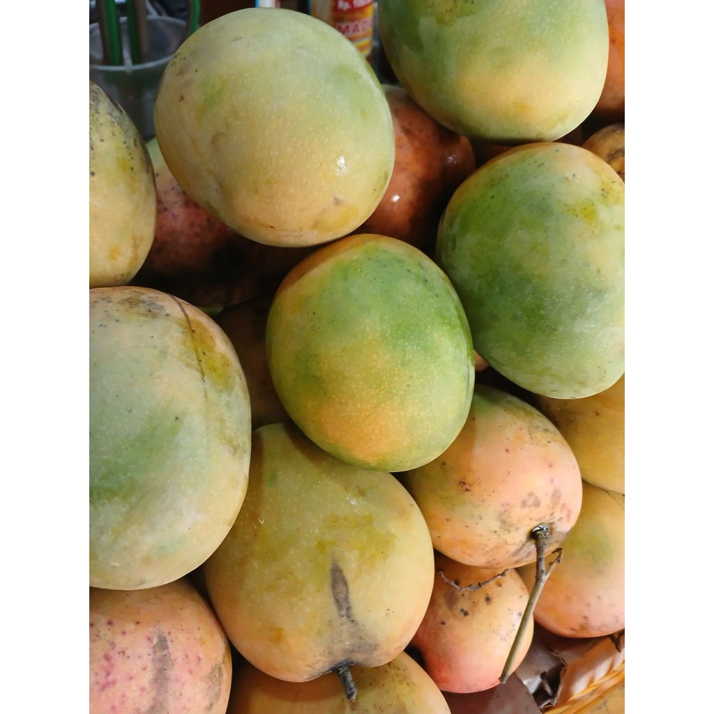 mangga gedong 1kg | mangga gedong gincu | buah mangga manis