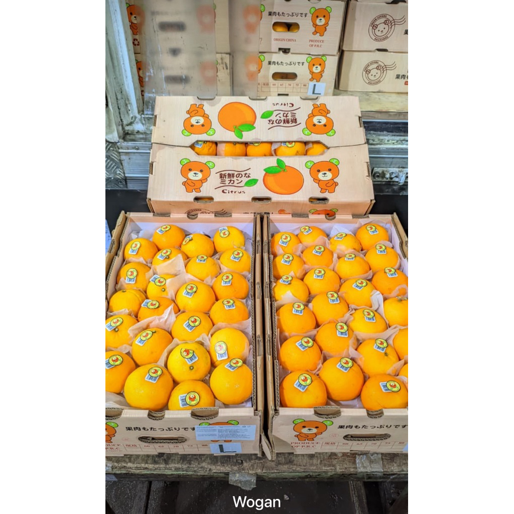 JERUK WOGAN BEAR 9KG IMPORT