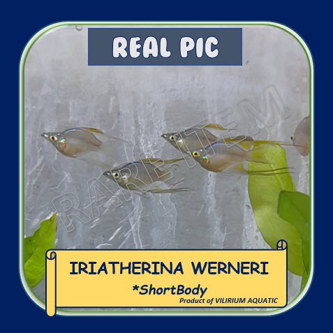 IKAN HIAS AIR TAWAR - IKAN IRIAN THERINA SHORT BODY / IRIATHERINA SHORT BODY / THREADFIN RAINBOW (IK