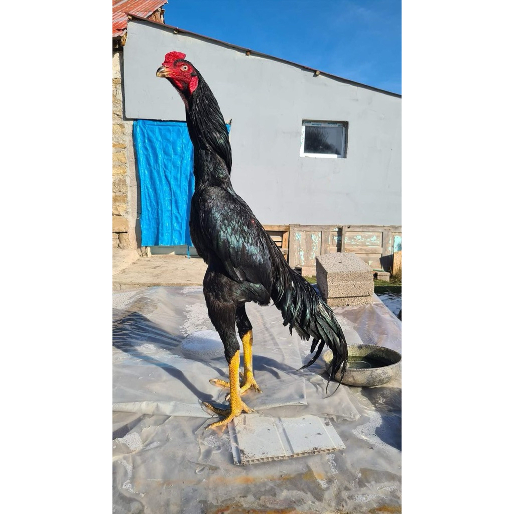 telur ayam pakhoy full brakot ori drumband