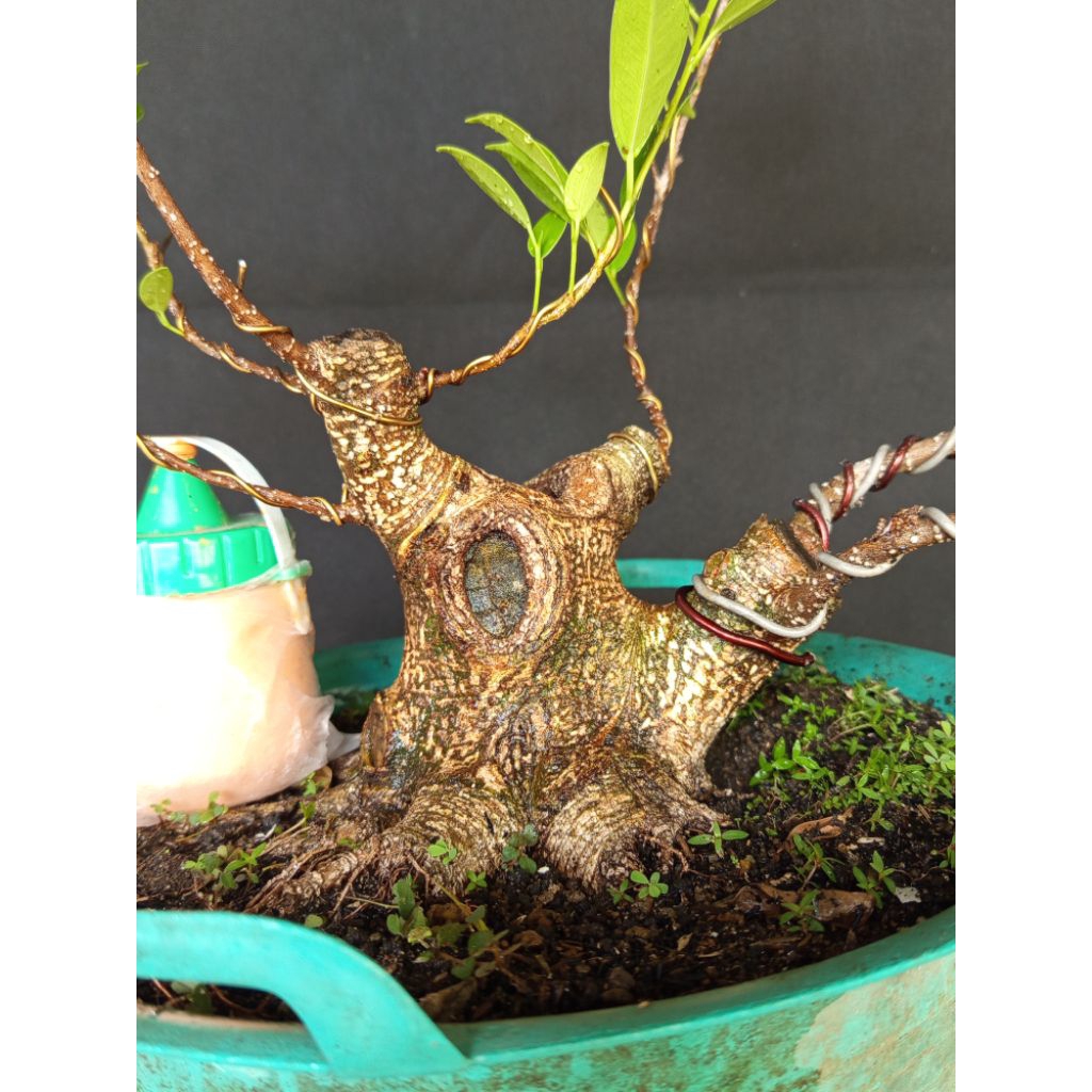 Kimeng Bogel, Small Realpict