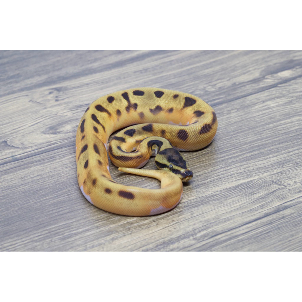 Ballpython Leopard Orange Dream Enchi Pied Poss Het Clown Female