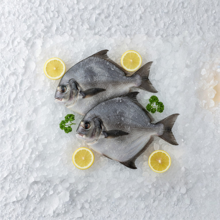 Ikan Bawal Laut Fresh Frozen