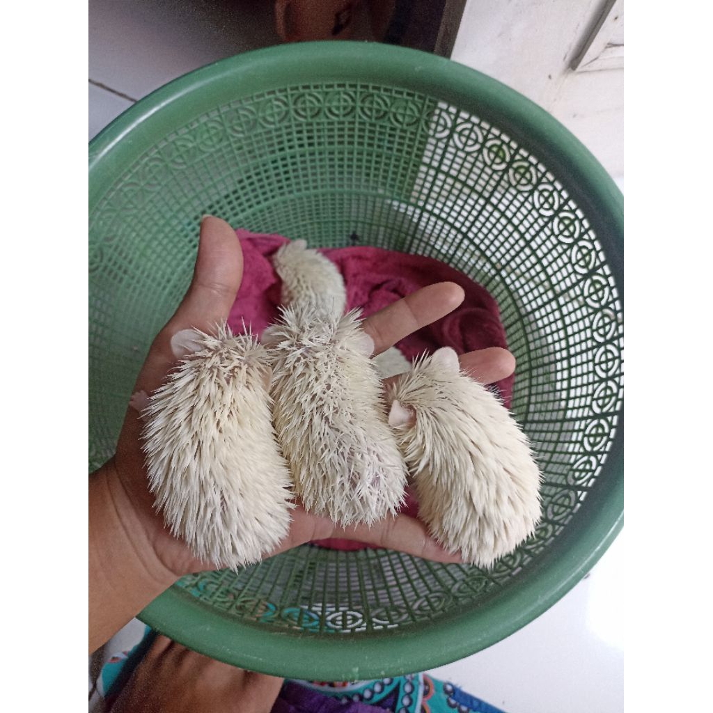 landak mini albino (hedgehog)