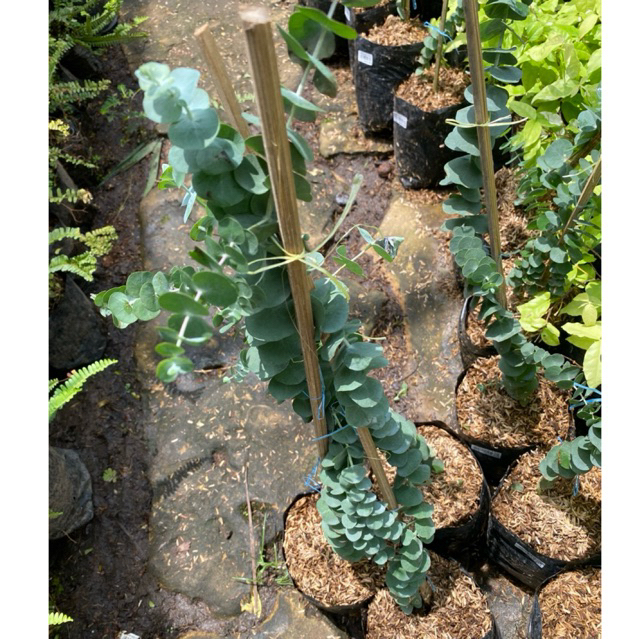 Bibit tanaman eucalyptus cinerea import - dollar silver impor