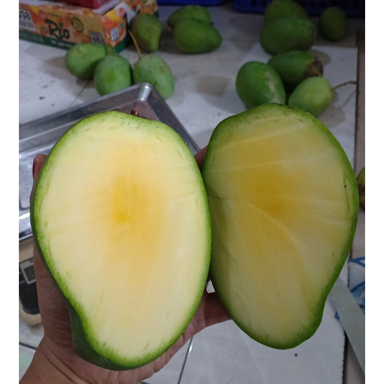 mangga gadung 1kg isi 2-3-4 muda mendekati tua