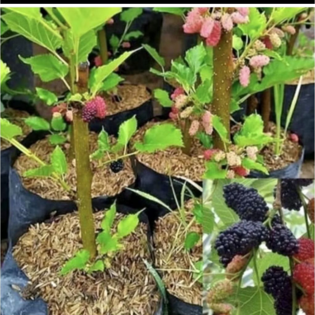 Pohon Buah Murbei/ Mulberry, Bibit Tanaman Pohon Buah Murbei