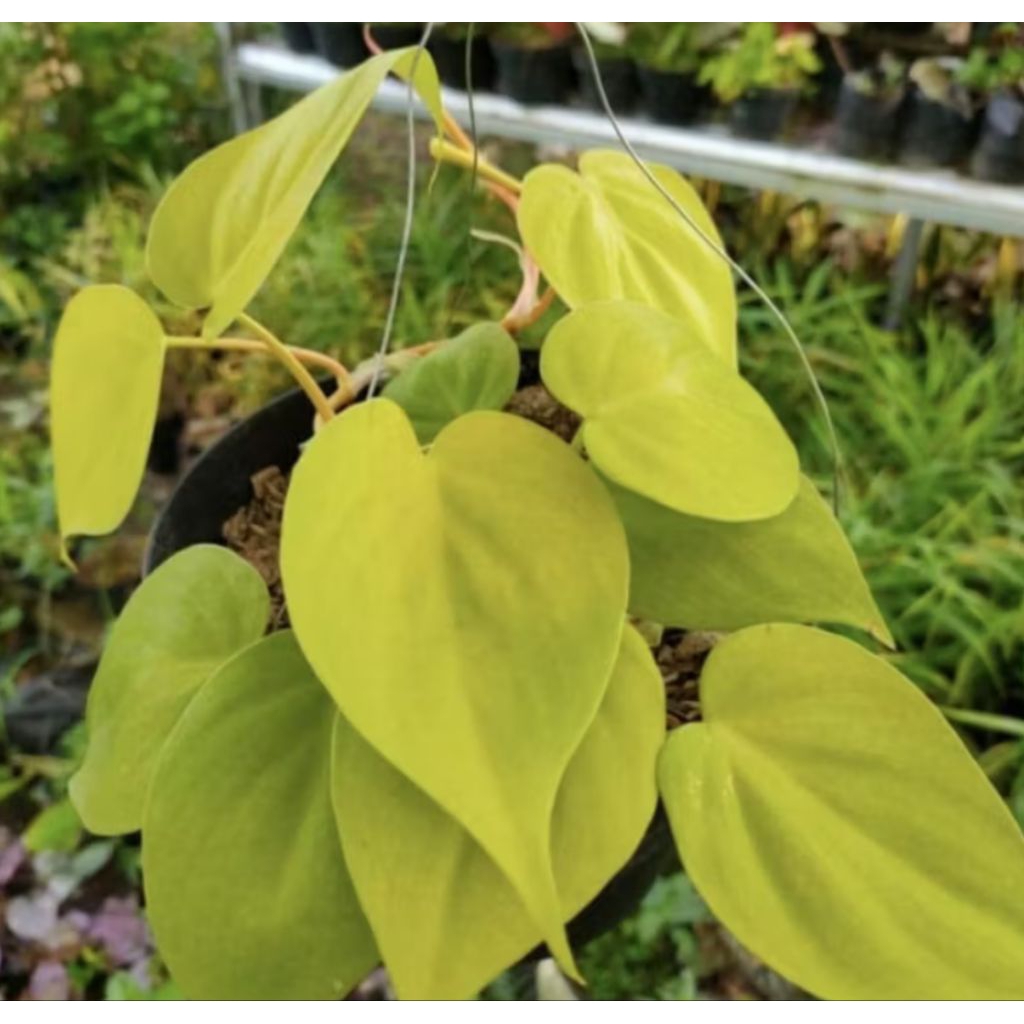 Pohon Sirih Gading Love/ Sirih Gading Lemon, Tanaman Hias Sirih Gading Love